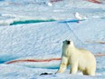 We spotted this healthy young polar bear eating a seal from the deck of our expedition ship.