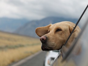 Here are three things to consider when road tripping with your pet.
