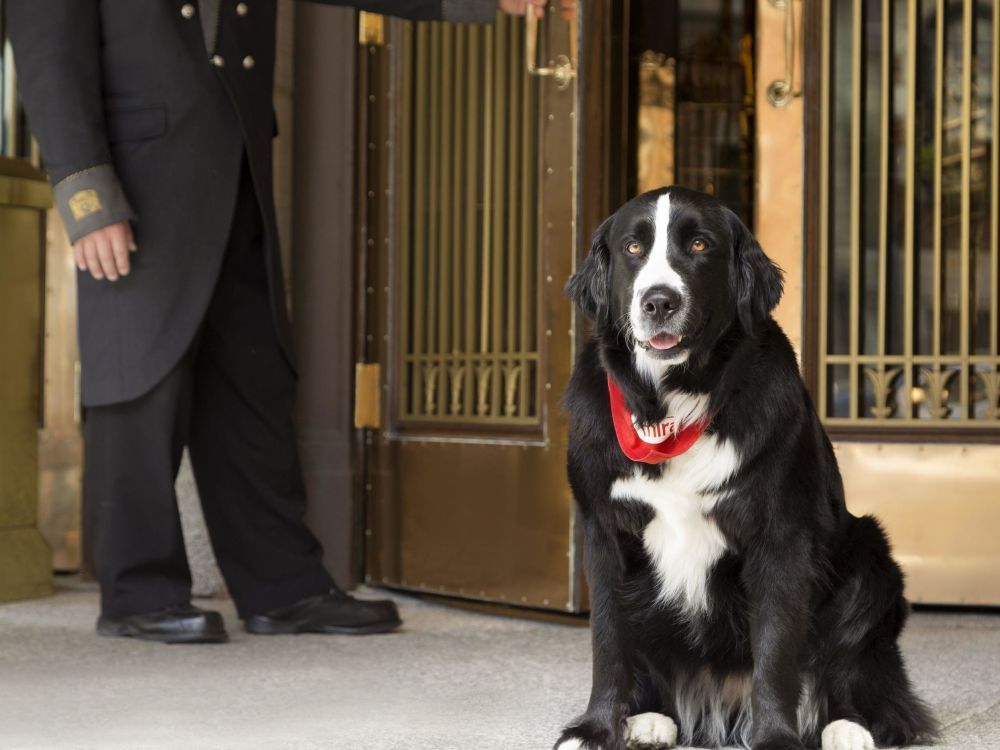 Meet 6 Of The Cutest Hotel Lobby Pets You Ll Find In Canada Canada Com   Fairmont Le Chacc82teau Frontenac Canine Ambassador Daphnie 1000x750 