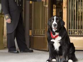 Canine Ambassador for Fairmont Hotels