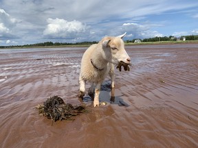 Goats are picky eaters, but Sadie is thrilled with this seaweed.