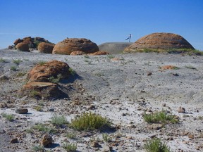 Red Rock Coulee Natural Area looks a little like the moon or like aliens have had their way with it.