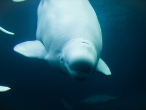 Would you paddleboard with beluga whales?