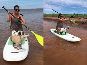 Weekly Travel Round-up: Now you can paddleboard with goats in PEI