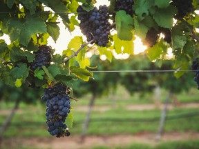 Grapes grow in Gillespie County near Fredericksburg Texas