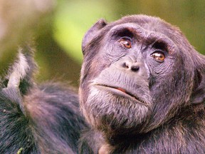They’re just like us: We share 96 per cent of our DNA with chimps