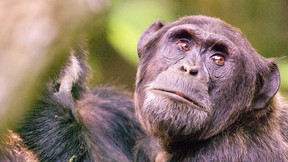 They’re just like us: We share 96 per cent of our DNA with chimps