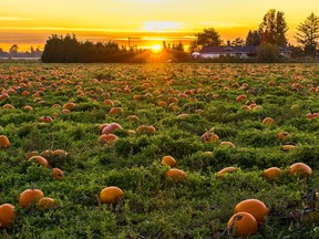 A pumpkin field in British Columbia