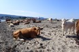 Cows of Cheticamp Island