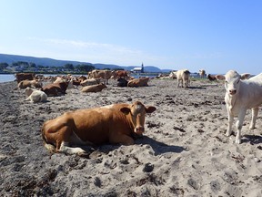 Cows of Cheticamp Island