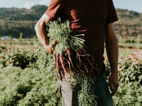 A man holds a bunch of fresh carrots in Chilliwack BC