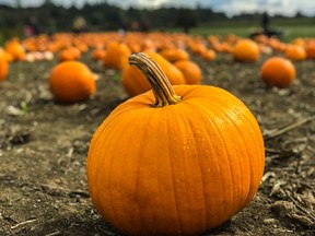 Celebrate autumn by watching a pumpkin smash on the ground