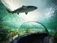 The "Dangerous Lagoon" at Ripley's Aquarium of Canada.