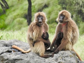 These gelada monkeys and their babies let me watch them from a nearby rock.