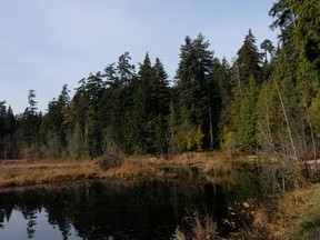 Beaver Lake in Stanley Park.