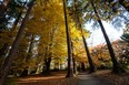 Autumn in Stanley Park, Vancouver.