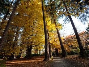 Autumn in Stanley Park, Vancouver.