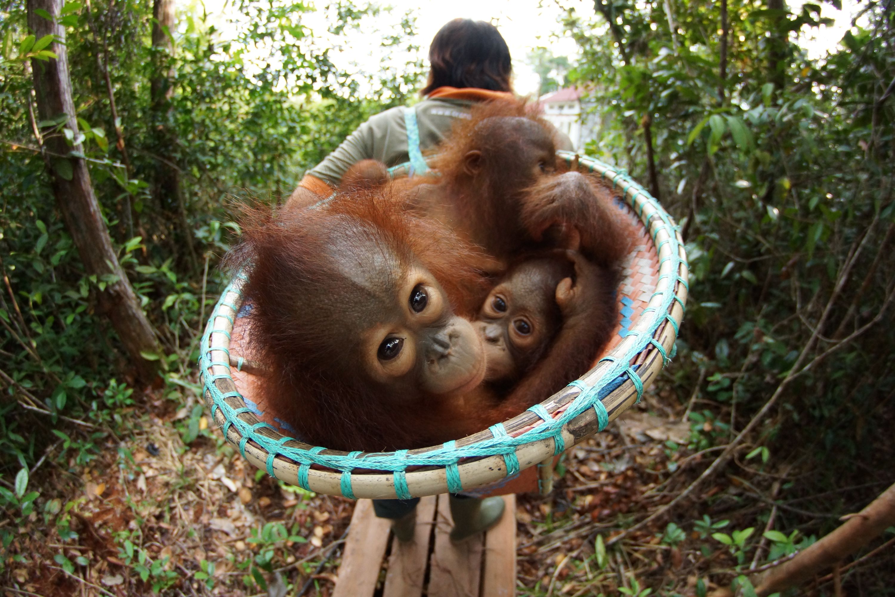 On Orangutan Jungle School, Borneo sanctuary helps endangered animals