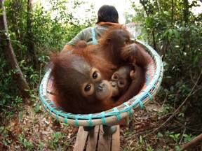 Orangutan Jungle School  returns for Season 2.