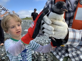 Charlie MacKenzie prepares to return a rescued puffling to the sea.