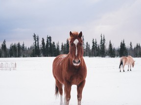 Five ways to experience Canada’s cowboy scene as a tourist