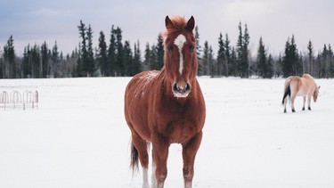 Five ways to experience Canada’s cowboy scene as a tourist