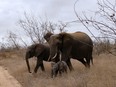 Elephants near Kambaku River Sands in South Africa.