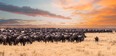 The great migration in Serengeti National Park,Tanzania