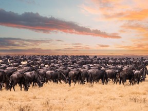 The great migration in Serengeti National Park,Tanzania
