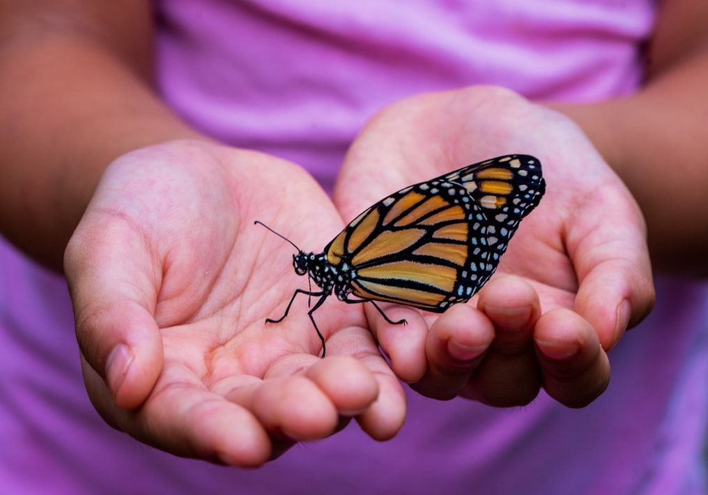 How Do Butterflies Fly?