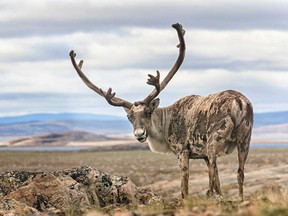 Mountain Caribou are highly endangered and at risk of extinction.