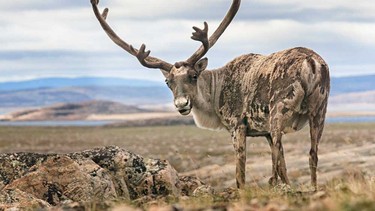Mountain Caribou are highly endangered and at risk of extinction.