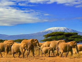 Elephants are amazing animals that are unlike any other on the planet.