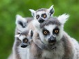 Because of their unique diets, no indri lemurs are kept in zoos so the only place you can see them is in their native habitat in Madagascar.