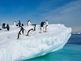 Adélie penguins are one of only two penguin species that nest on mainland Antarctica.