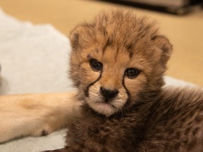 Keep tabs on pint-sized cheetah cubs in online videos.