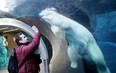 Polar bears enjoy the winter in Assiniboine Park, in Winnipeg, Manitoba.