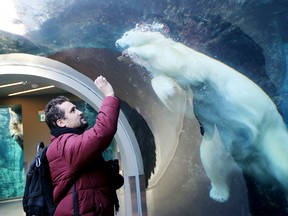 Polar bears enjoy the winter in Assiniboine Park, in Winnipeg, Manitoba.