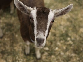 Baby goat at The Royal Agricultural Winter Fair’s Dairy Goat Competition.