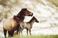 The Sable Island horses, now federally protected, range in number from about 175 to as many as 500.