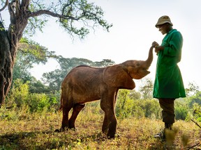 A young orphaned elephant with his keeper at The David Sheldrick Wildlife Trust’s Nairobi nursery in Kenya, Africa.