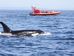 A Killer Whale (Orcinus orca) surfacing with a whale watching boat looking on in the Strait of Georgia in British Columbia