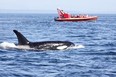 A Killer Whale (Orcinus orca) surfacing with a whale watching boat looking on in the Strait of Georgia in British Columbia