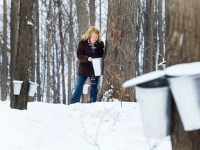 The team at Vanier Museopark, including Suzanne Lapointe, produces about 600 litres of maple syrup every year.