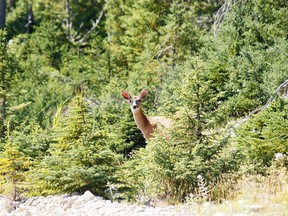 Anticosti Island is home to some 125,000 deer — and fewer than 250 people.
A deer peers from the forest on  August 13, 2013 on Anticosti Island, Canada. Between 800 and 1,000 tourists are expected to visit Anticosti in the summer of 2013, but every Fall as many as 4,000 hunters come to the island in the Gulf of St. Lawrence. The size of the French island of Corsica in the Mediterranean, Anticosti has only 216 inhabitants. Quebec's Petrolia gas exploration company announced a partnership with the community to install an hydrocarbons exploration program scheduled to star in 2014. Economist specializing in energy issues, Pierre-Olivier Pineau believes that fracturing gas "increases opportunities for fugitive gas leaks" that are "worse for the greenhouse effect because it is methane that escapes without being checked."   AFP PHOTO / Clement SABOURIN        (Photo credit should read Clement Sabourin/AFP via Getty Images)