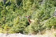 Anticosti Island is home to some 125,000 deer — and fewer than 250 people.
A deer peers from the forest on  August 13, 2013 on Anticosti Island, Canada. Between 800 and 1,000 tourists are expected to visit Anticosti in the summer of 2013, but every Fall as many as 4,000 hunters come to the island in the Gulf of St. Lawrence. The size of the French island of Corsica in the Mediterranean, Anticosti has only 216 inhabitants. Quebec's Petrolia gas exploration company announced a partnership with the community to install an hydrocarbons exploration program scheduled to star in 2014. Economist specializing in energy issues, Pierre-Olivier Pineau believes that fracturing gas "increases opportunities for fugitive gas leaks" that are "worse for the greenhouse effect because it is methane that escapes without being checked."   AFP PHOTO / Clement SABOURIN        (Photo credit should read Clement Sabourin/AFP via Getty Images)