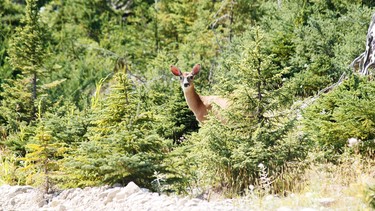 Anticosti Island is home to some 125,000 deer — and fewer than 250 people.
A deer peers from the forest on  August 13, 2013 on Anticosti Island, Canada. Between 800 and 1,000 tourists are expected to visit Anticosti in the summer of 2013, but every Fall as many as 4,000 hunters come to the island in the Gulf of St. Lawrence. The size of the French island of Corsica in the Mediterranean, Anticosti has only 216 inhabitants. Quebec's Petrolia gas exploration company announced a partnership with the community to install an hydrocarbons exploration program scheduled to star in 2014. Economist specializing in energy issues, Pierre-Olivier Pineau believes that fracturing gas "increases opportunities for fugitive gas leaks" that are "worse for the greenhouse effect because it is methane that escapes without being checked."   AFP PHOTO / Clement SABOURIN        (Photo credit should read Clement Sabourin/AFP via Getty Images)