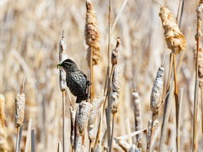 If you are lucky during your springtime birding adventure, you might spot a bird such as this female red-winged blackbird.