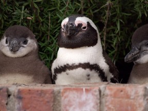 Penguins play peek-a-boo in the new docuseries Penguin Town.
