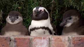 Penguins play peek-a-boo in the new docuseries Penguin Town.